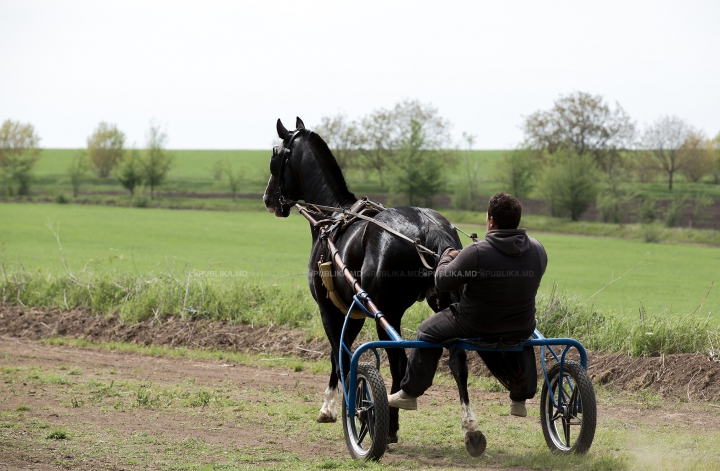 Cursă de cai la Ceadîr-Lunga! Finalul NEAŞTEPTAT al întrecerii i-a UIMIT pe spectatori (FOTOREPORT)