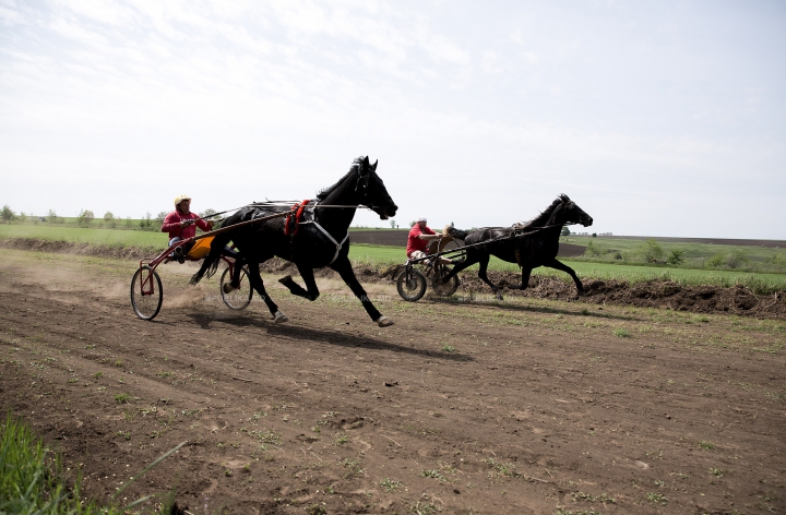 Cursă de cai la Ceadîr-Lunga! Finalul NEAŞTEPTAT al întrecerii i-a UIMIT pe spectatori (FOTOREPORT)