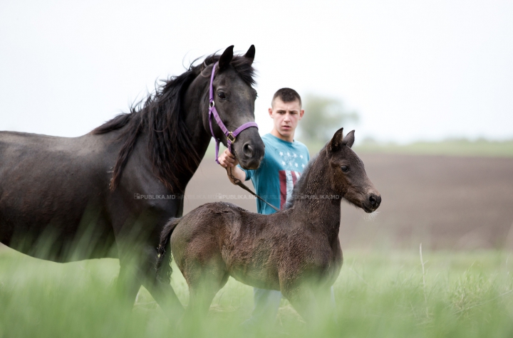 Cursă de cai la Ceadîr-Lunga! Finalul NEAŞTEPTAT al întrecerii i-a UIMIT pe spectatori (FOTOREPORT)