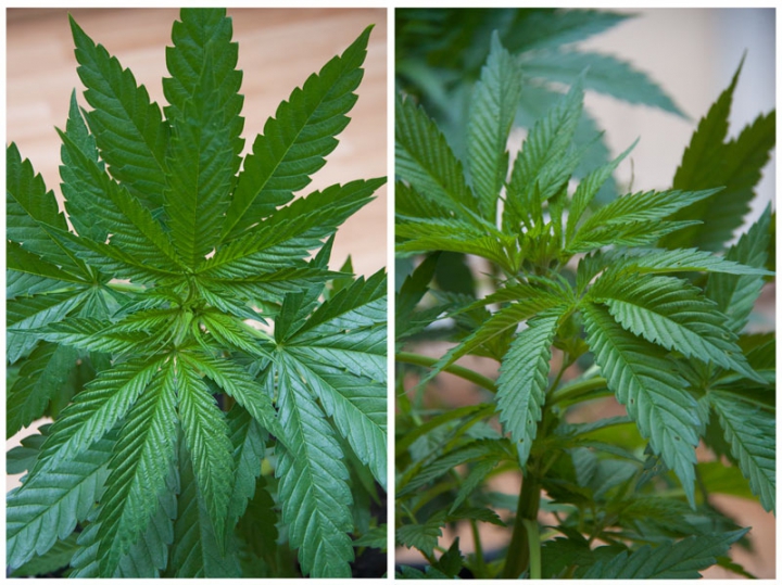 Un bărbat din Orhei, bănuit de trafic de persoane, găsit vinovat şi pentru ce făcea acasă (VIDEO)