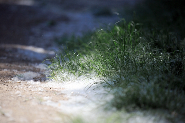 "NINSOARE" în luna mai! Fenomenul natural care le dă bătăi de cap mai multor locuitori ai Chişinăului (FOTO)