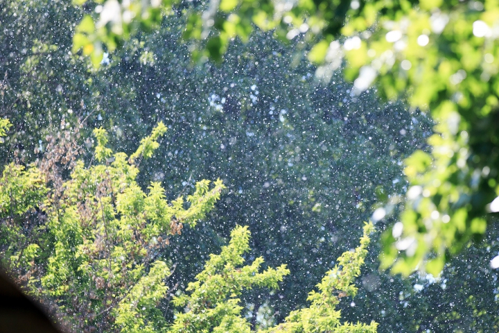 "NINSOARE" în luna mai! Fenomenul natural care le dă bătăi de cap mai multor locuitori ai Chişinăului (FOTO)