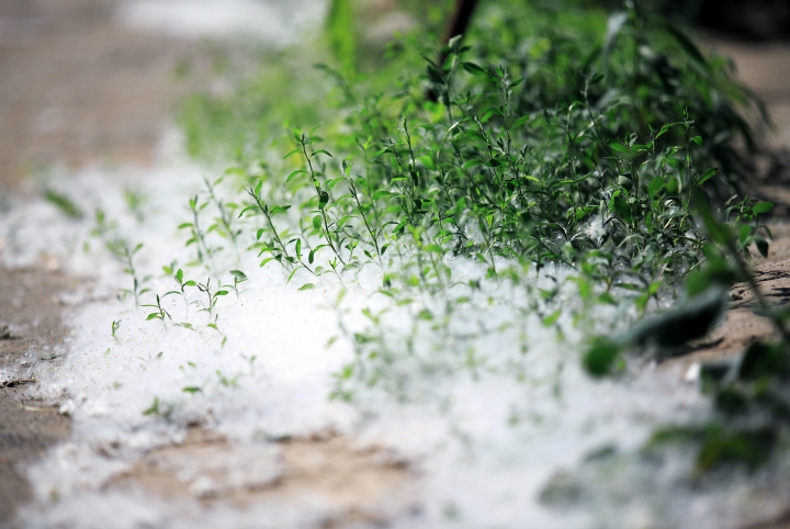 "NINSOARE" în luna mai! Fenomenul natural care le dă bătăi de cap mai multor locuitori ai Chişinăului (FOTO)