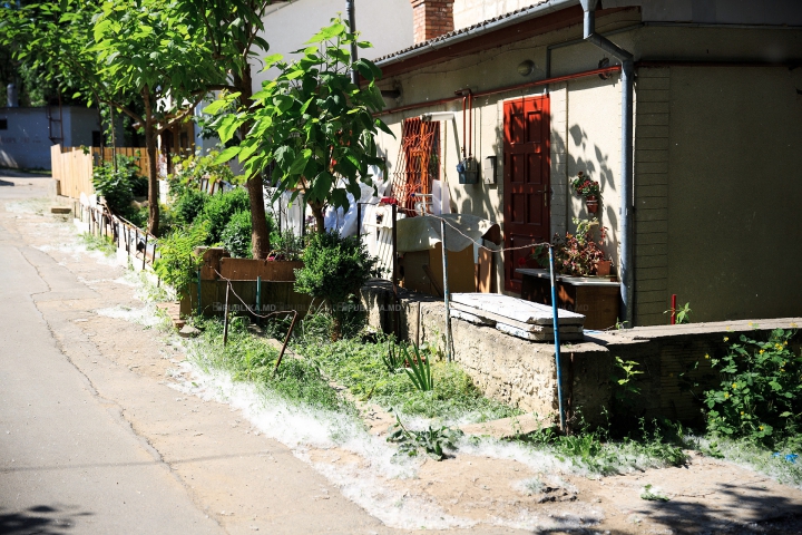 "NINSOARE" în luna mai! Fenomenul natural care le dă bătăi de cap mai multor locuitori ai Chişinăului (FOTO)