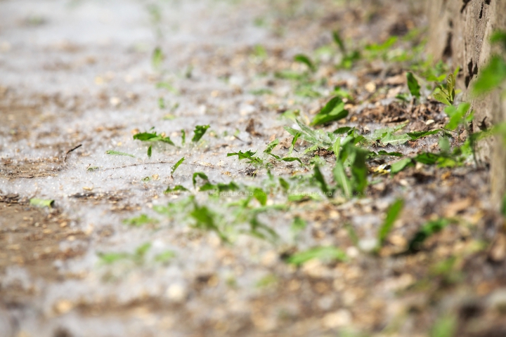 "NINSOARE" în luna mai! Fenomenul natural care le dă bătăi de cap mai multor locuitori ai Chişinăului (FOTO)