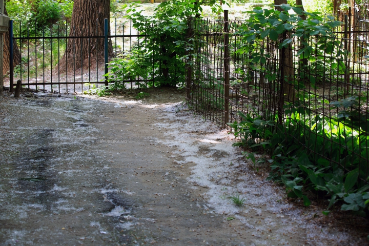 "NINSOARE" în luna mai! Fenomenul natural care le dă bătăi de cap mai multor locuitori ai Chişinăului (FOTO)