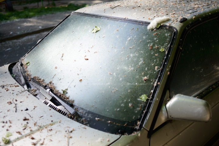 "NINSOARE" în luna mai! Fenomenul natural care le dă bătăi de cap mai multor locuitori ai Chişinăului (FOTO)