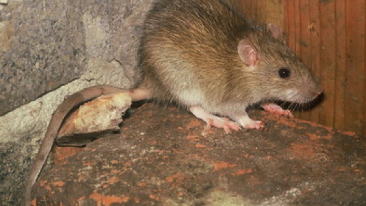 Soluții găsite de marile orașe ale lumii în lupta împotriva șobolanilor