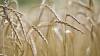 Seceta taie din producţia de grâu. Fermierii spun ce cantitate de cereale se va pierde