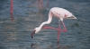 Un flamingo roz merge cu ajutorul unei proteze. Ce a păţit pasărea exotică