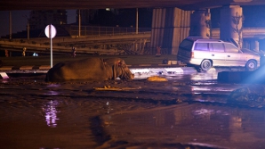 SITUAŢIE EXCEPŢIONALĂ la Tbilisi! Crocodili, hipopotami şi urşi au invadat străzile inundate (FOTO)