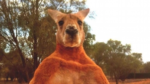 Faceţi cunoştinţă cu Roger: Cangurul care se dă tare în faţa tuturor (FOTO/VIDEO)