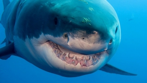 Senzații TARI sub apă! Tu ce vei simți dacă vei sta lângă un așa URIAȘ marin? (VIDEO)