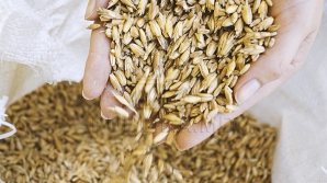 Fermierii ATENŢIONEAZĂ! Recolta de grâu din acest an va scădea SIMŢITOR