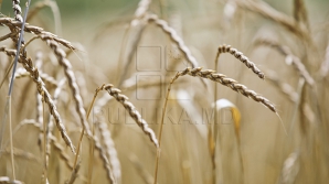 Seceta taie din producţia de grâu. Fermierii spun ce cantitate de cereale se va pierde
