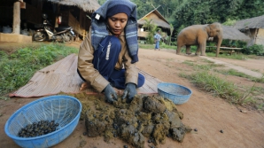 "Rahatul" de elefant este bun şi scump în Thailanda. Află de ce
