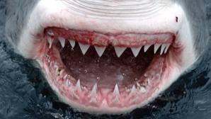 TE IAU FIORII! Ce s-a întâmplat cu doi adolescenţi într-o staţiune balneară (VIDEO)