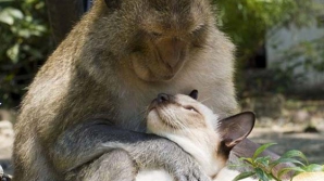 E posibilă dragostea între maimuţe şi pisici? Urmăriţi un CLIP VIDEO pentru a afla