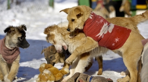 Câini care sunt pisici în suflet. Compilaţie amuzantă de secvenţe video 