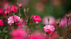 VREME TORIDĂ în toată Moldova! Ne așteaptă temperaturi peste 30 de grade Celsius