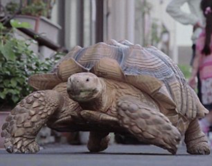 "E ca un copil". Un bărbat din Tokyo este însoţit de 19 ani de patrupedul său (FOTO/VIDEO)