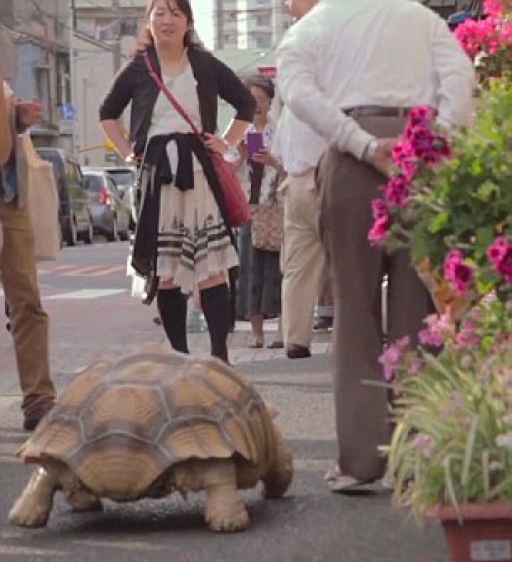"E ca un copil". Un bărbat din Tokyo este însoţit de 19 ani de patrupedul său (FOTO/VIDEO)