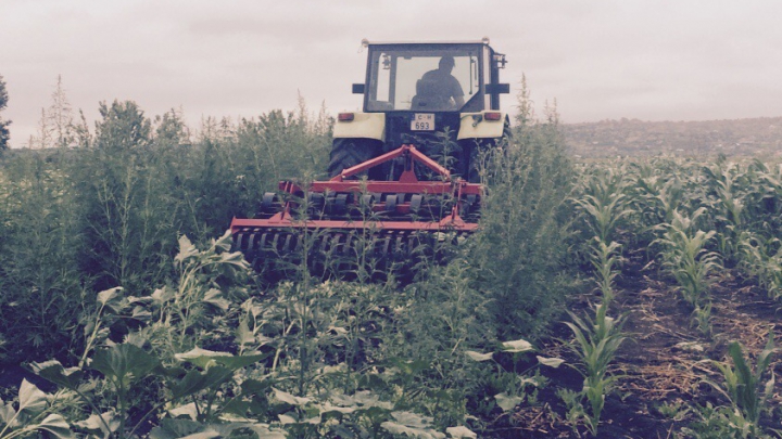 Distruse fără milă. Poliţia de frontieră a nimicit peste patru hectare de cânepă (FOTO)