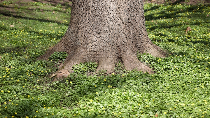 Mai în glumă, mai în serios! Ce arbori speciali vrea Dorin Chirtoacă să fie sădiţi pe strada Vasile Alecsandri