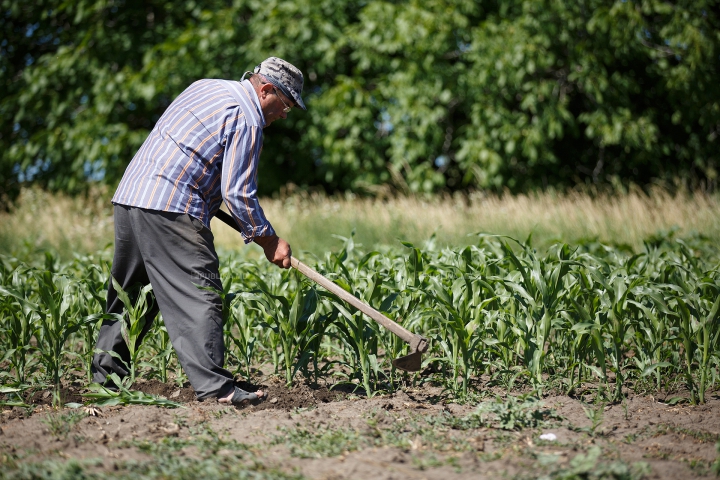 NECAZUL oamenilor de la ţară: Sunt pârjoliţi de soare şi chinuiţi de munci grele (FOTOREPORT)