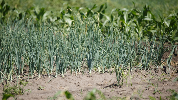 Afacere periculoasă! Ce a cultivat un bărbat din Drochia printre porumb (FOTO)