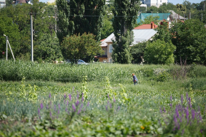 NECAZUL oamenilor de la ţară: Sunt pârjoliţi de soare şi chinuiţi de munci grele (FOTOREPORT)