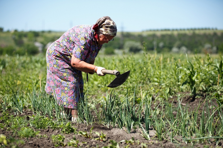 NECAZUL oamenilor de la ţară: Sunt pârjoliţi de soare şi chinuiţi de munci grele (FOTOREPORT)