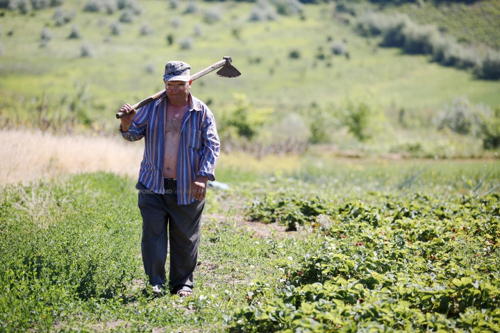 NECAZUL oamenilor de la ţară: Sunt pârjoliţi de soare şi chinuiţi de munci grele (FOTOREPORT)