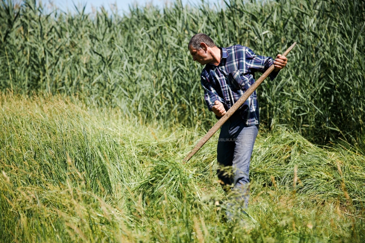 NECAZUL oamenilor de la ţară: Sunt pârjoliţi de soare şi chinuiţi de munci grele (FOTOREPORT)