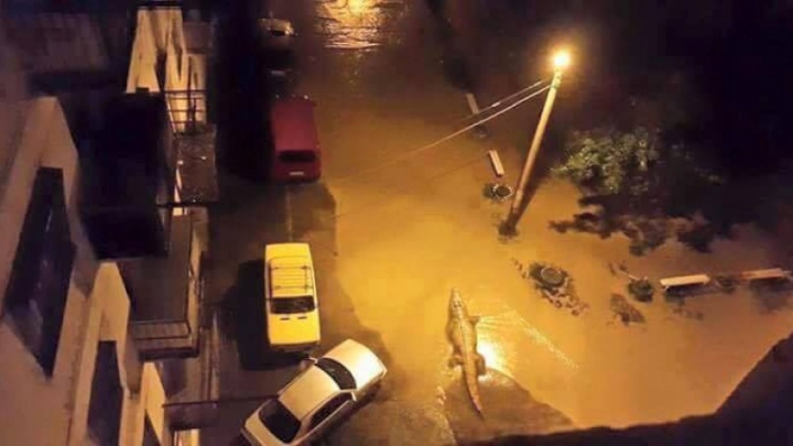 SITUAŢIE EXCEPŢIONALĂ la Tbilisi! Crocodili, hipopotami şi urşi au invadat străzile inundate (FOTO)