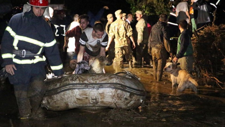 SITUAŢIE EXCEPŢIONALĂ la Tbilisi! Crocodili, hipopotami şi urşi au invadat străzile inundate (FOTO)