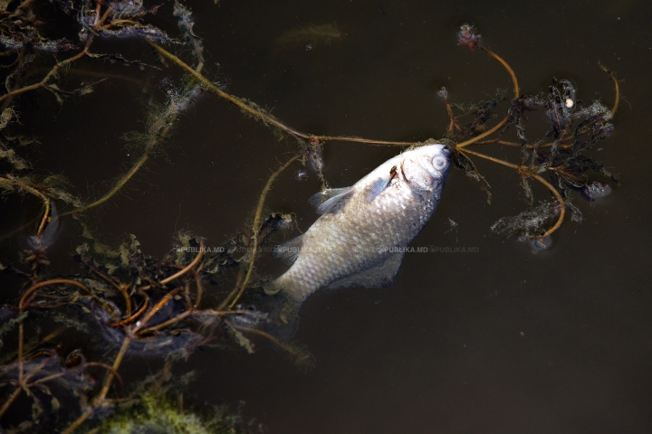 FENOMEN CIUDAT la Valea Morilor! Specialiştii nu pot explica de ce se întâmplă asta în lac