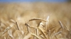 Specialiştii AVERTIZEAZĂ! Ce se va întâmpla în acest an cu recolta de grâu şi floarea soarelui