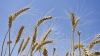 VEŞTI PROASTE. Ministerul Agriculturii a anunţat rezultatele preliminare ale secerişului
