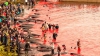 Apa mării a devenit roşie! Tradiţia sângeroasă de sacrificare a delfinilor în Insulele Feroe (VIDEO)