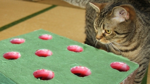 O pisică amuză internauţii. Joacă "Wack a mole" cu stăpâna sa (VIDEO)