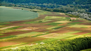 Moldova pierde anual MILIOANE de tone de "aur negru" Ce soluţii propun autorităţile
