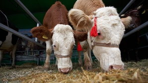 Lapte pentru Rusia. China a început construcţia celei mai mari ferme de vaci din lume