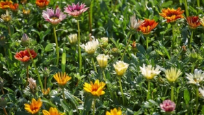 Vreme frumoasă, fără ploi! Unde vor fi cele mai înalte temperaturi