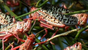 Recolta ar putea fi compromisă. Blestemul care s-a abătut peste o regiune din sudul Rusiei