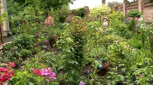 Pasiunea, mai presus de orice! O femeie din Ghidighici şi-a transformat grădina într-un colţ de rai