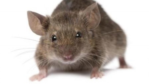 BUSCULADĂ din cauza unui şoarece: Zeci de oameni au fost răniţi 