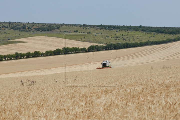 Pâinea noastră cea de toate zilele, strânsă în sudoarea frunții. FOTOGRAFII din lanul de grâu copt