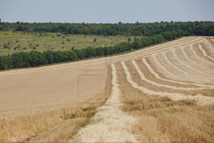 Pâinea noastră cea de toate zilele, strânsă în sudoarea frunții. FOTOGRAFII din lanul de grâu copt