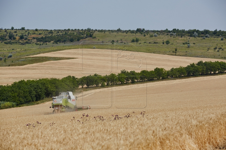 Pâinea noastră cea de toate zilele, strânsă în sudoarea frunții. FOTOGRAFII din lanul de grâu copt